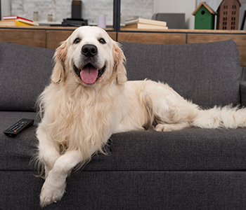 chien à la maison